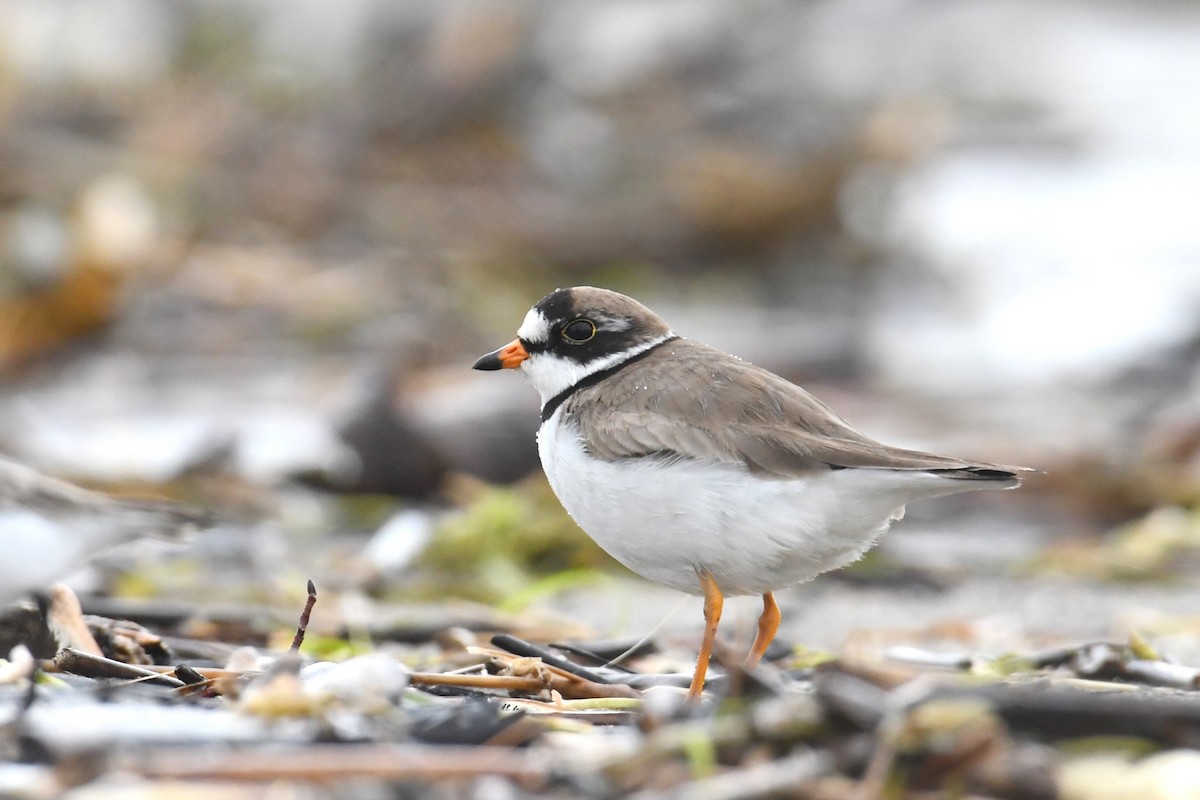 Semipalmated Plover - ML456089441