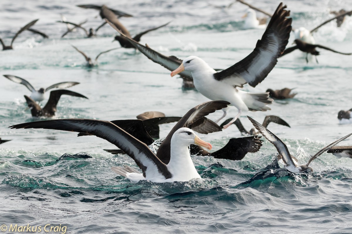Black-browed Albatross (Black-browed) - ML45608971