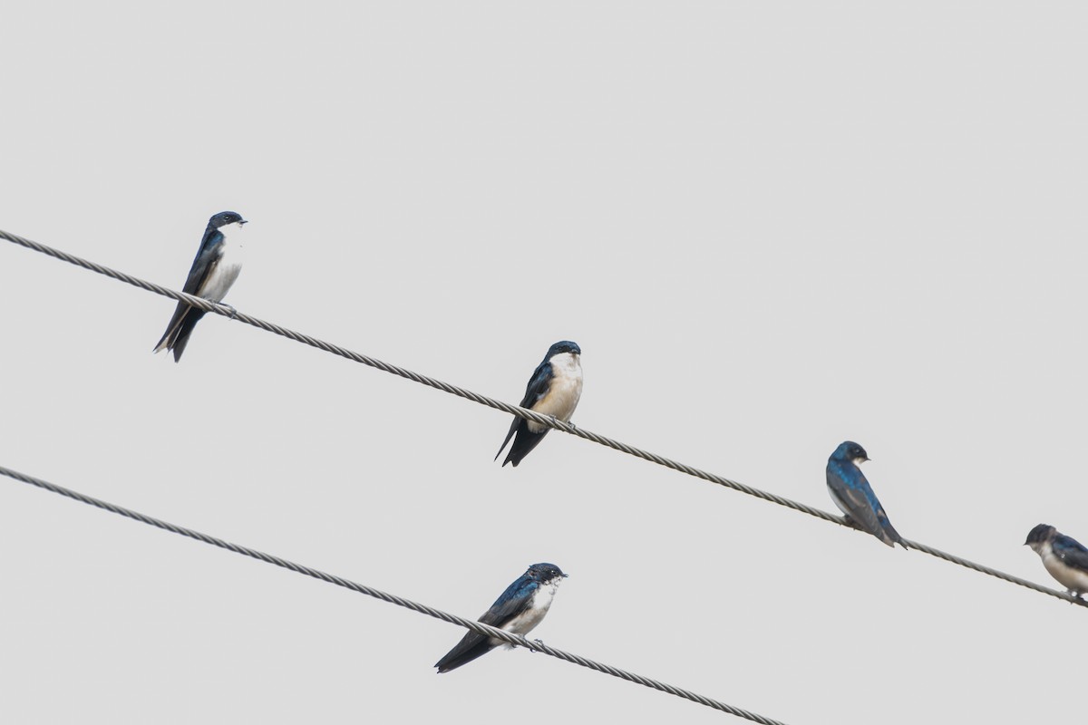Blue-and-white Swallow (cyanoleuca) - ML456090541