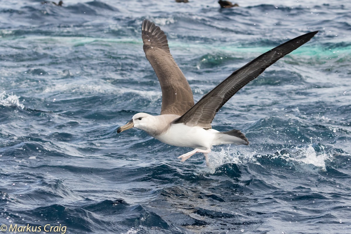 White-capped Albatross (cauta) - ML45609081