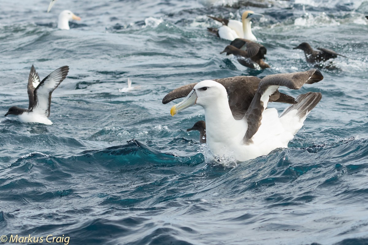 White-capped Albatross (cauta) - ML45609101