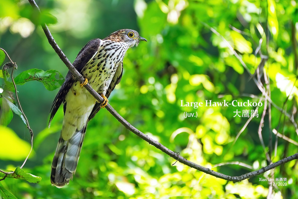 Large Hawk-Cuckoo - Lim Ying Hien
