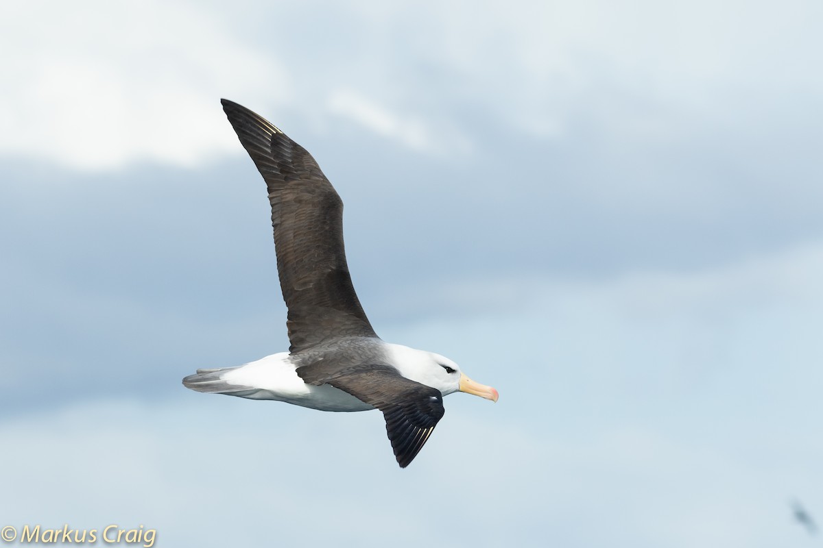 Black-browed Albatross (Black-browed) - ML45609341
