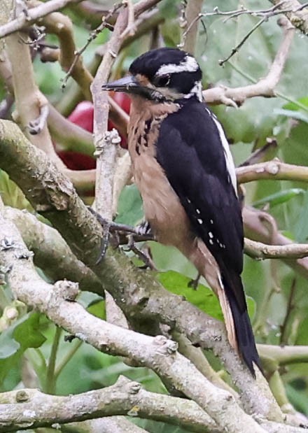 Hairy Woodpecker (Costa Rican) - ML456095601