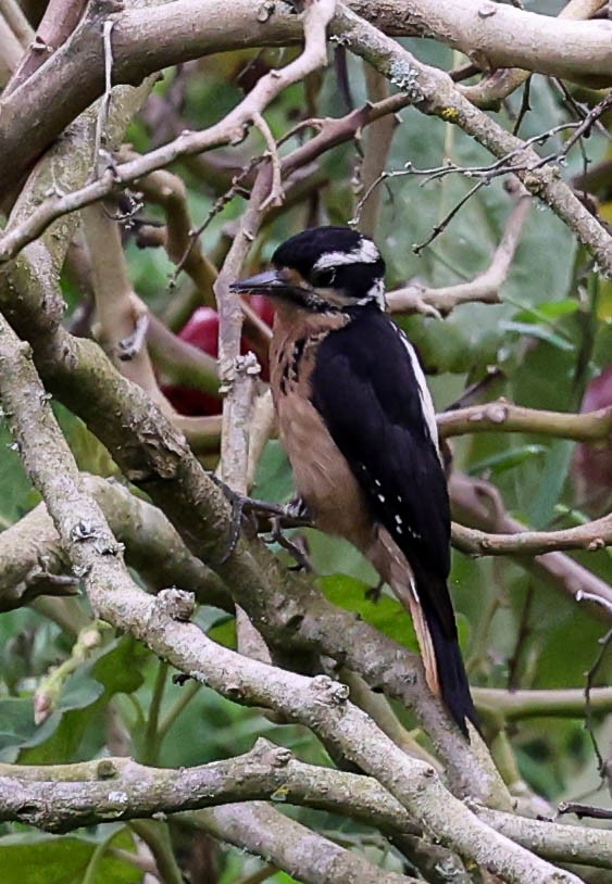 Hairy Woodpecker (Costa Rican) - ML456095611