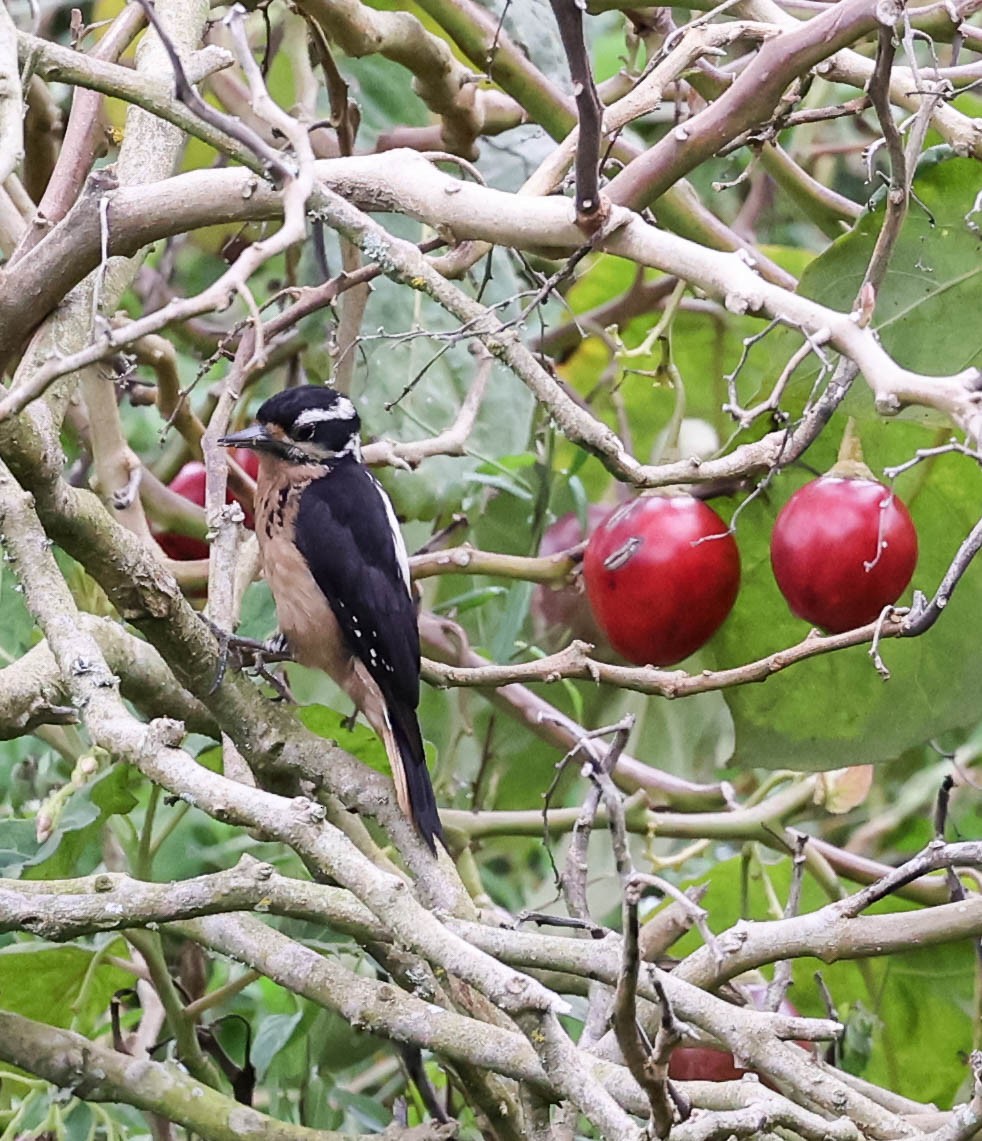 Hairy Woodpecker (Costa Rican) - ML456095631