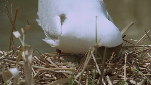 Mouette rieuse - ML456096