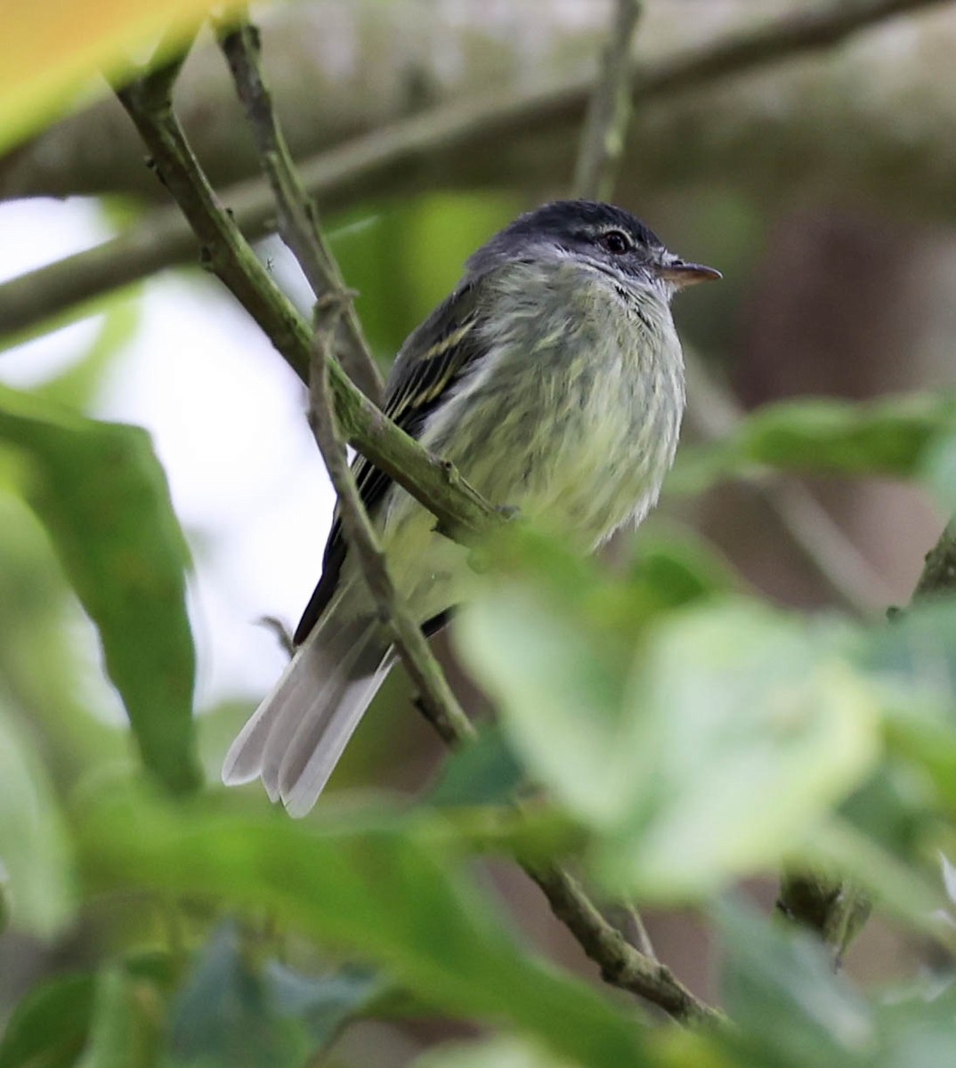 White-fronted Tyrannulet - ML456096051