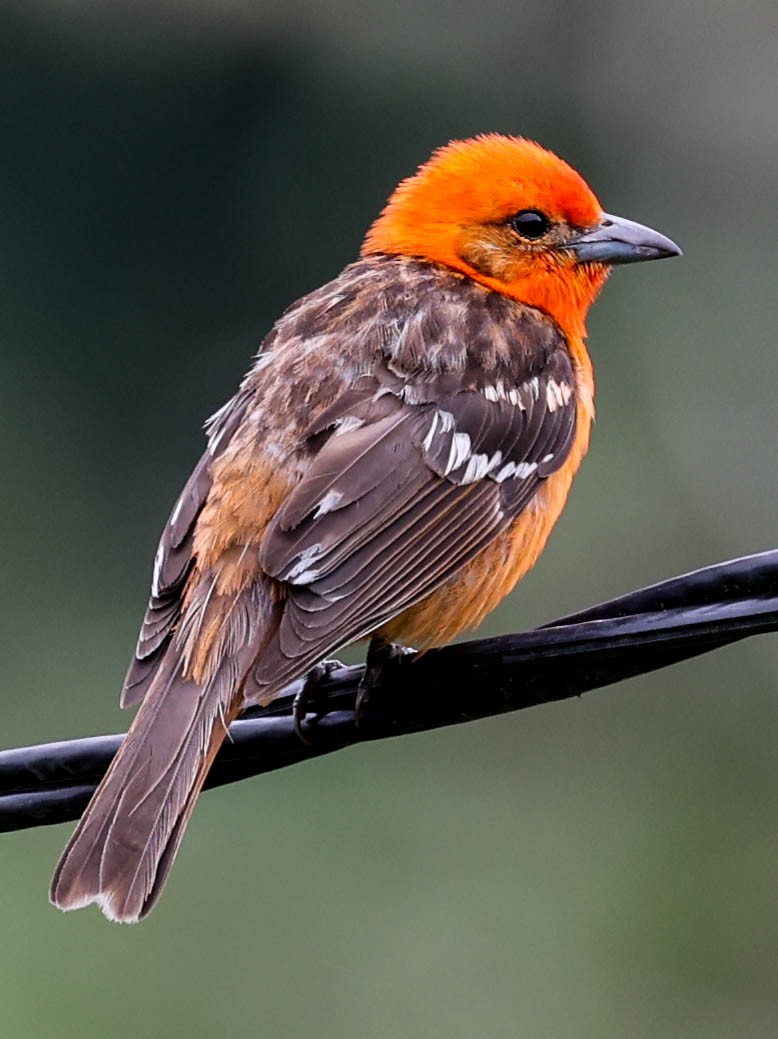 Flame-colored Tanager - ML456096161