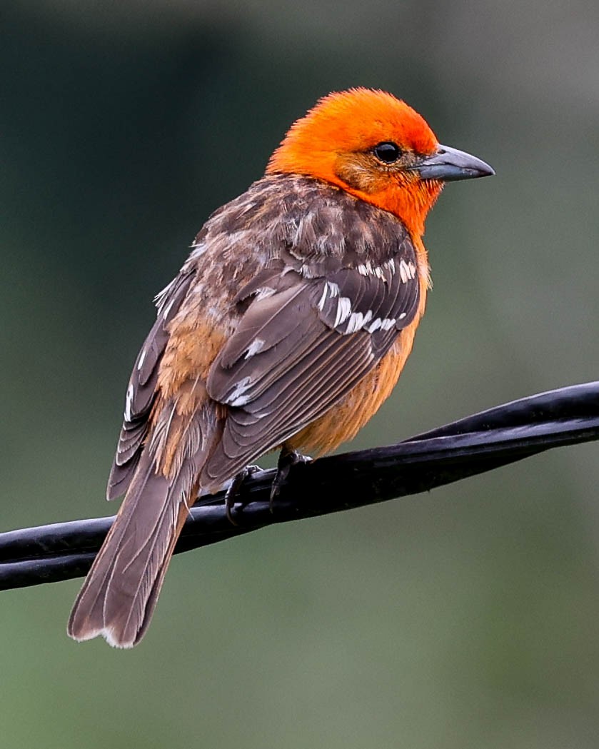 Flame-colored Tanager - ML456096171