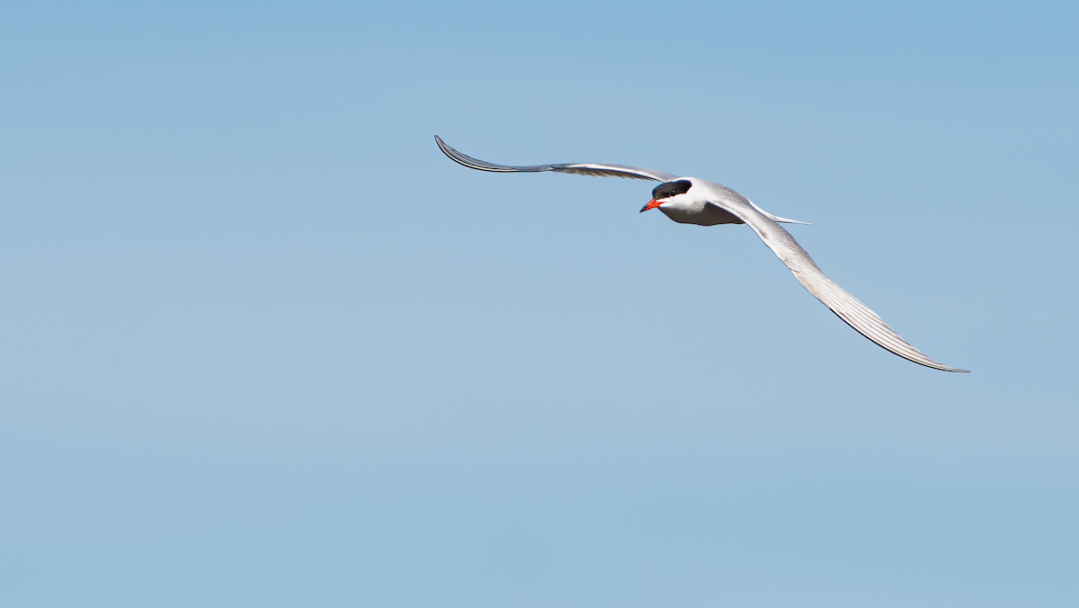 Common Tern - ML456100561
