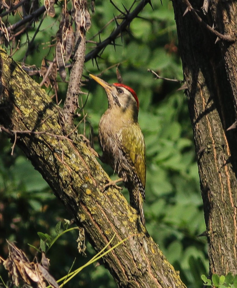Scaly-bellied Woodpecker - ML456117461