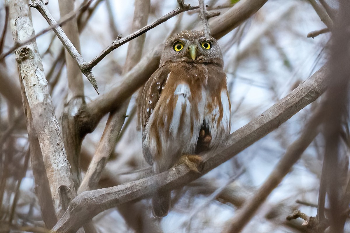 Colima Pygmy-Owl - Kurt Gaskill