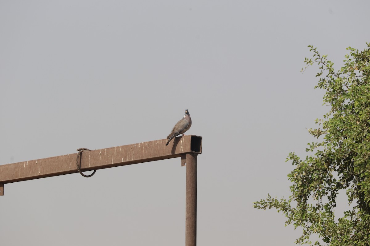 Common Wood-Pigeon - ML456122691