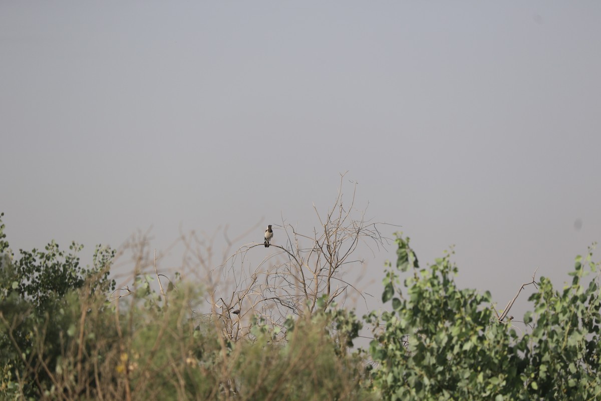 Hooded Crow (Mesopotamian) - ML456122971