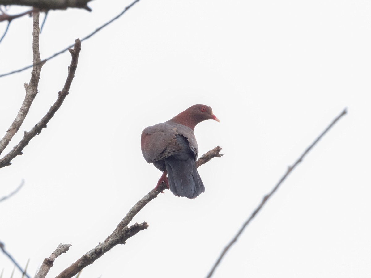 Red-billed Pigeon - ML456124291
