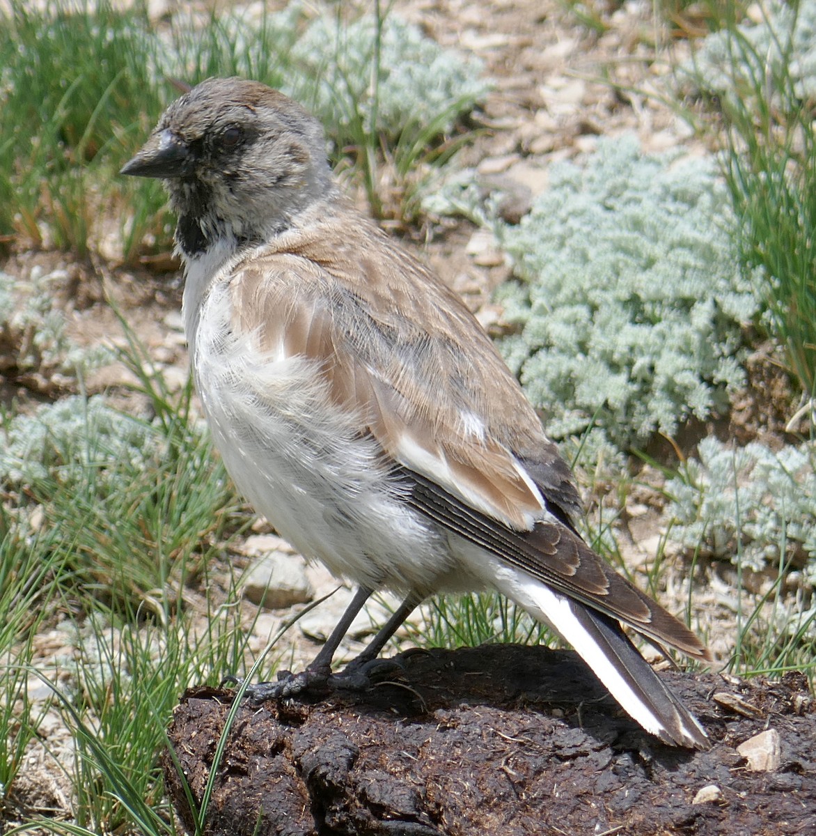 White-winged Snowfinch - ML456129581