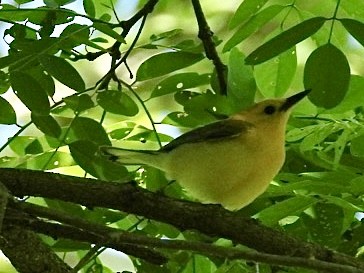 Prothonotary Warbler - ML456130261