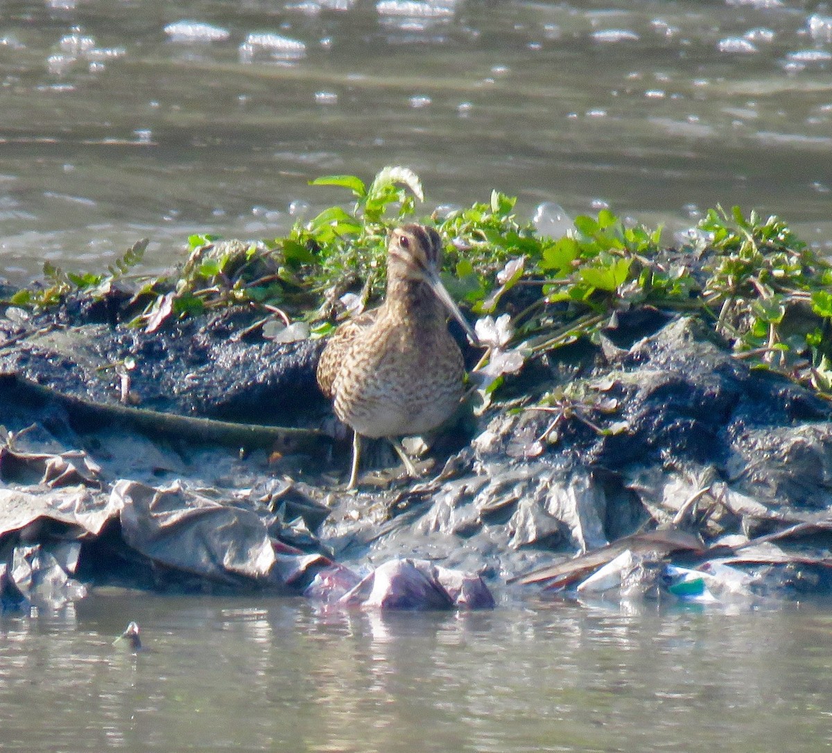 Pin-tailed Snipe - Mich Coker
