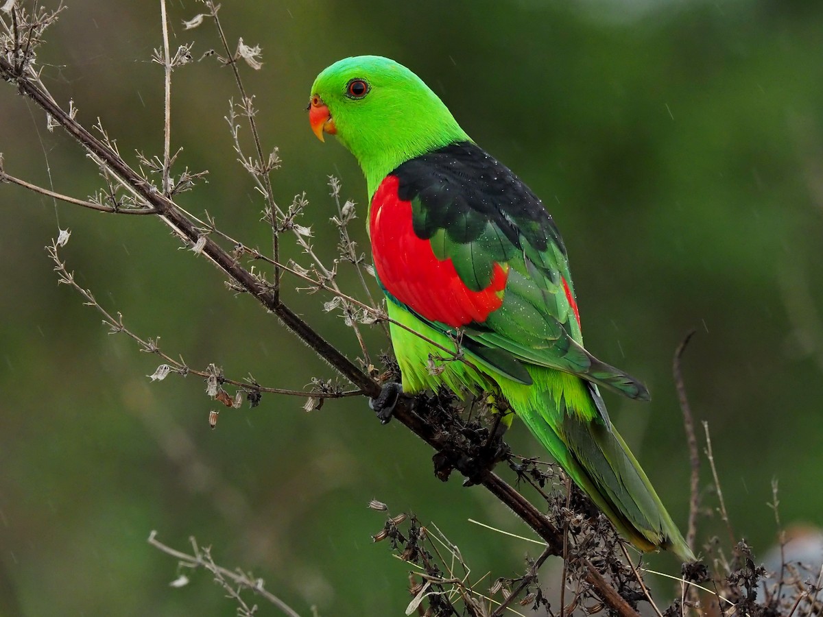 Red-winged Parrot - ML45614301