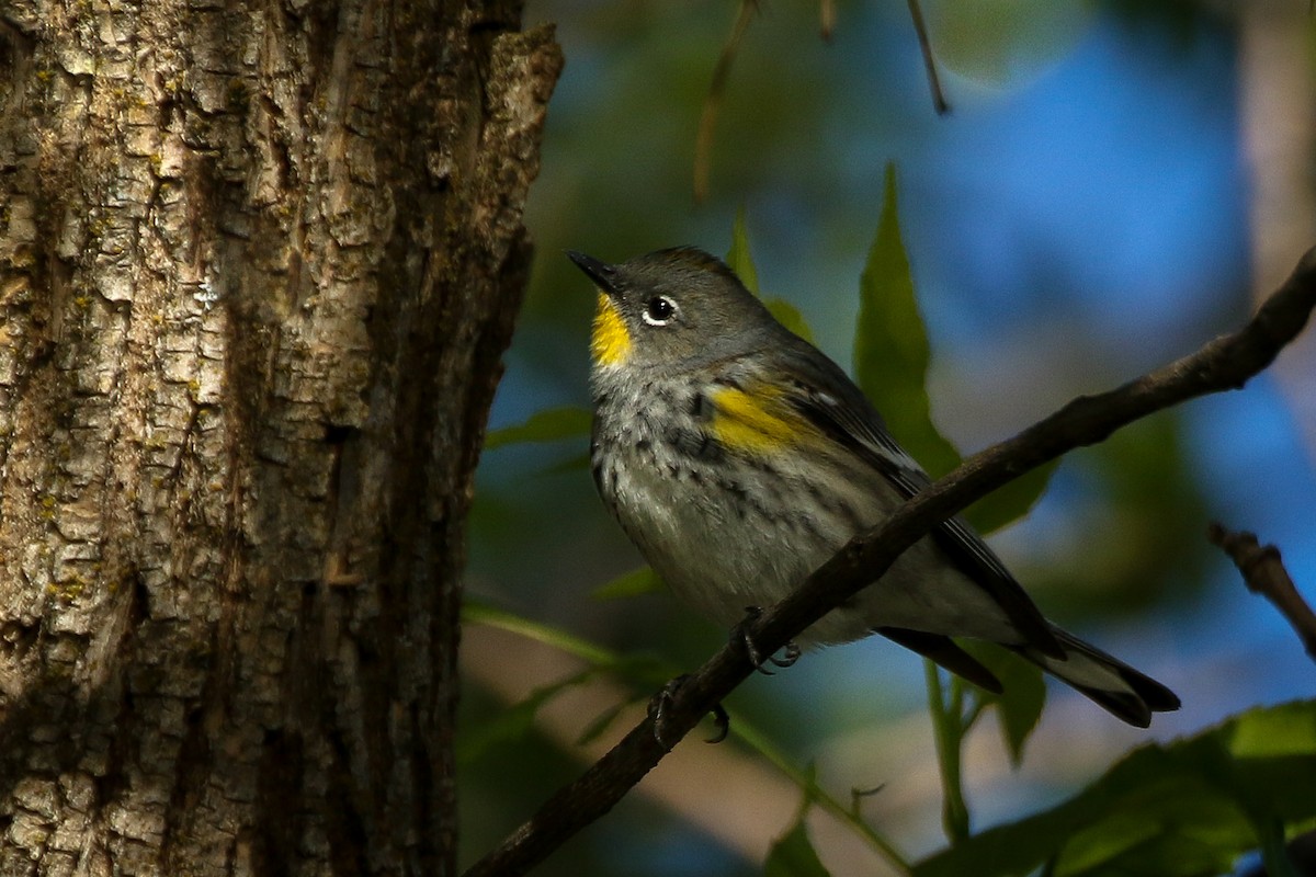 Yellow-rumped Warbler - Chris Griffin