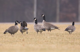 Cackling Goose, ML45615511