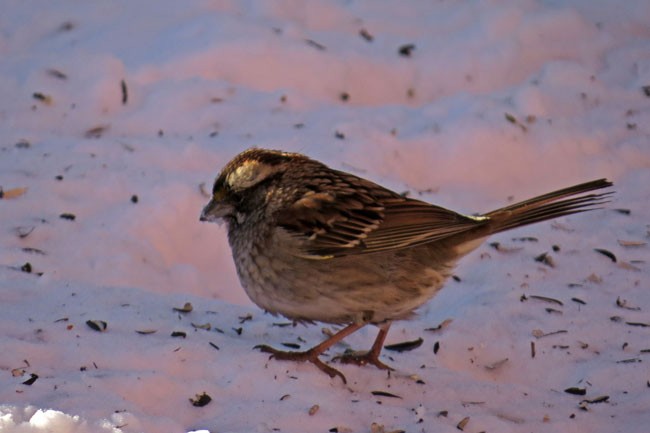 White-throated Sparrow - Larry & Jan Kraemer