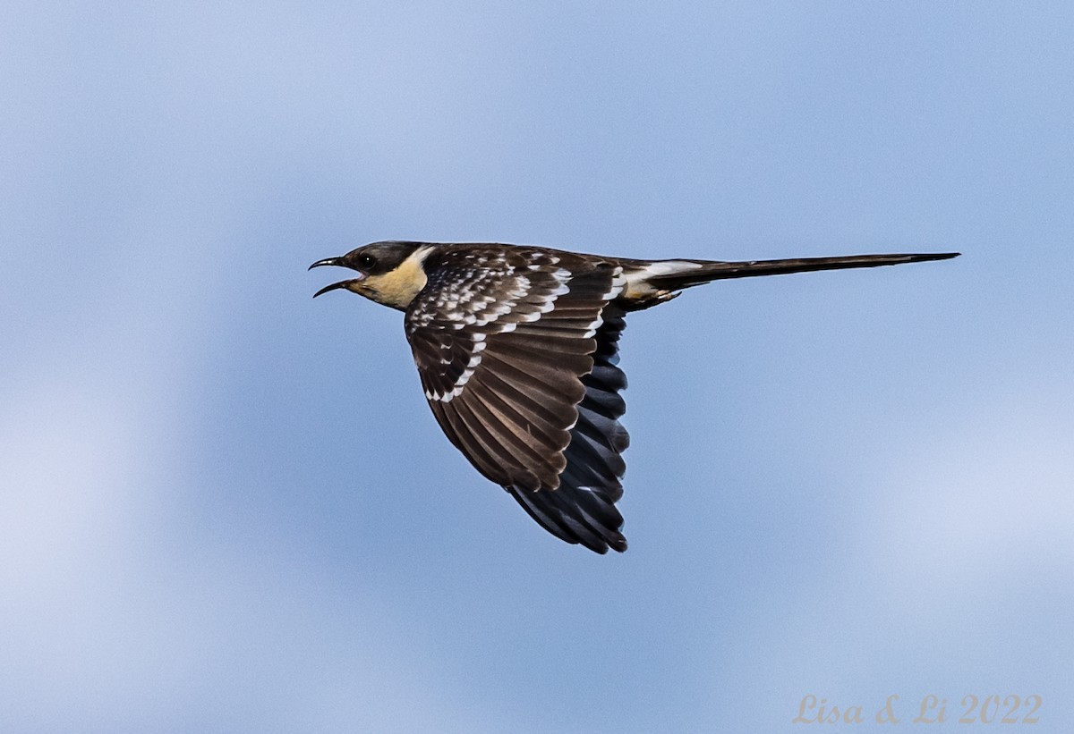 Great Spotted Cuckoo - ML456159791