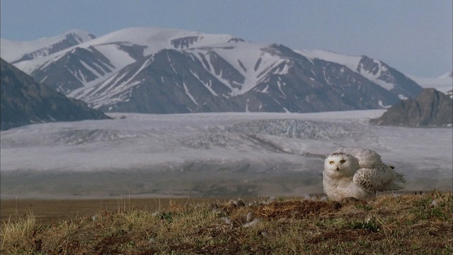 Snowy Owl - ML456161
