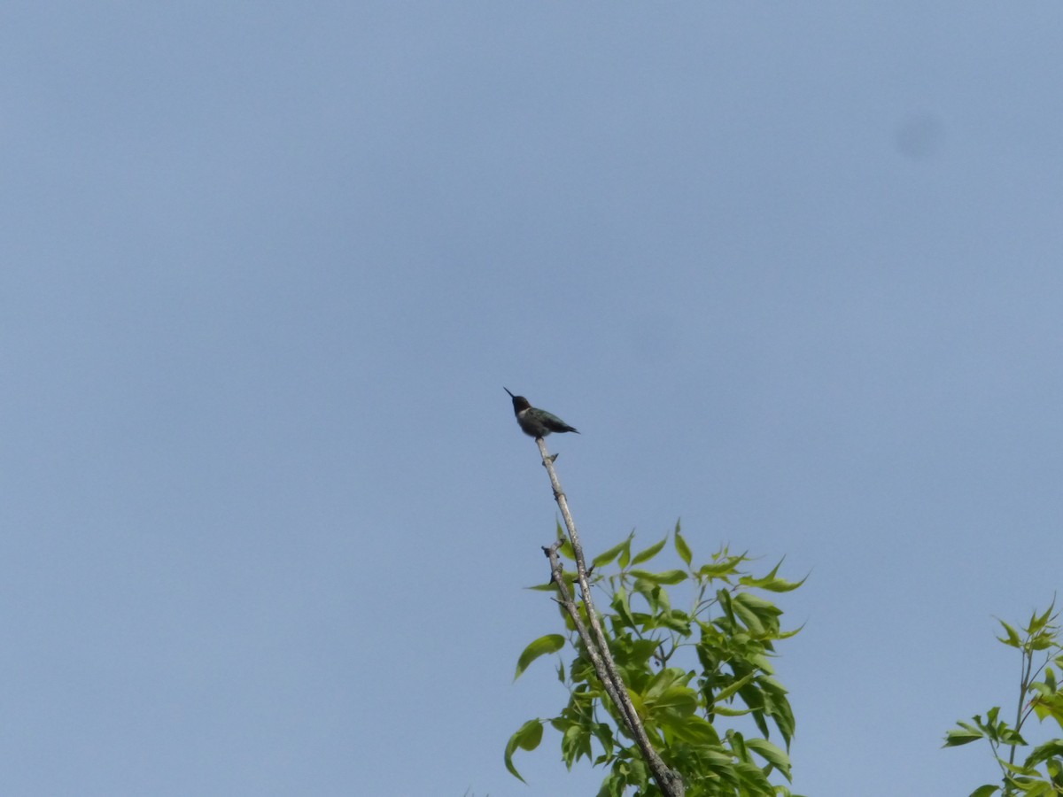 Ruby-throated Hummingbird - ML456163041
