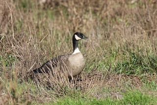 Cackling Goose (Aleutian), ML45616691