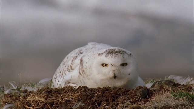 Snowy Owl - ML456167