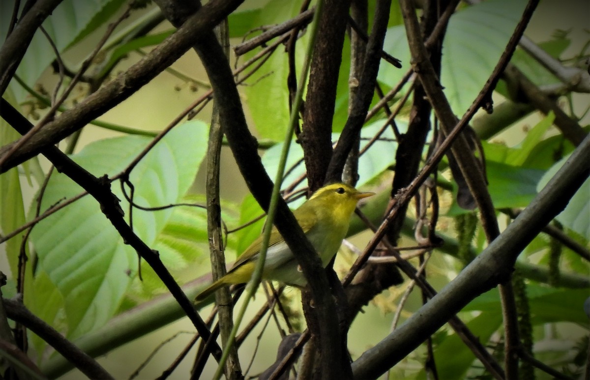 Yellow-vented Warbler - Sahana M