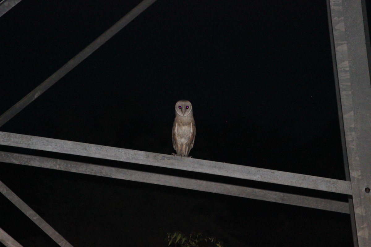 Barn Owl - Siragan Wild