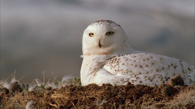 Snowy Owl - ML456168
