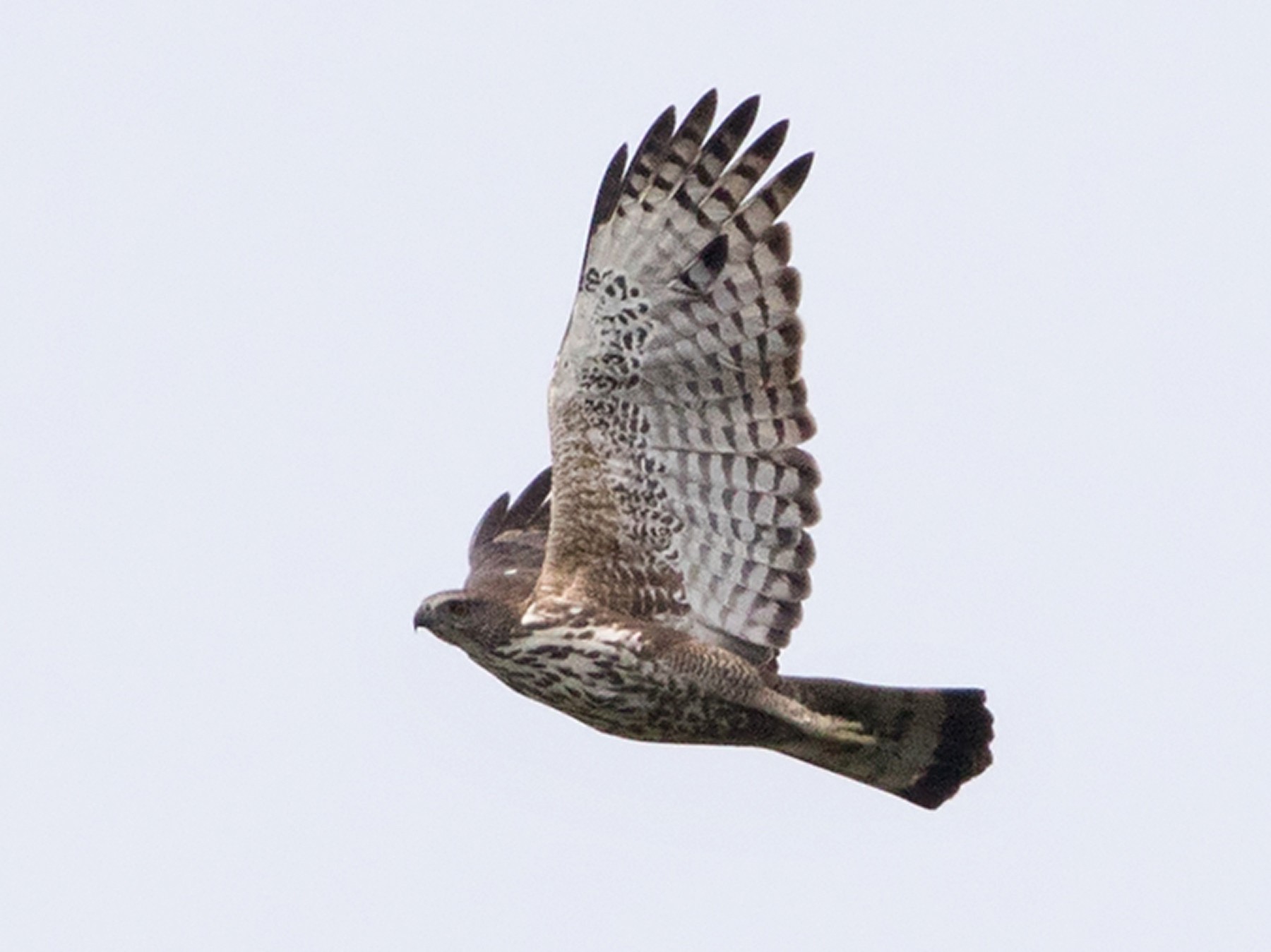 Blyth's Hawk-Eagle - Lars Petersson | My World of Bird Photography