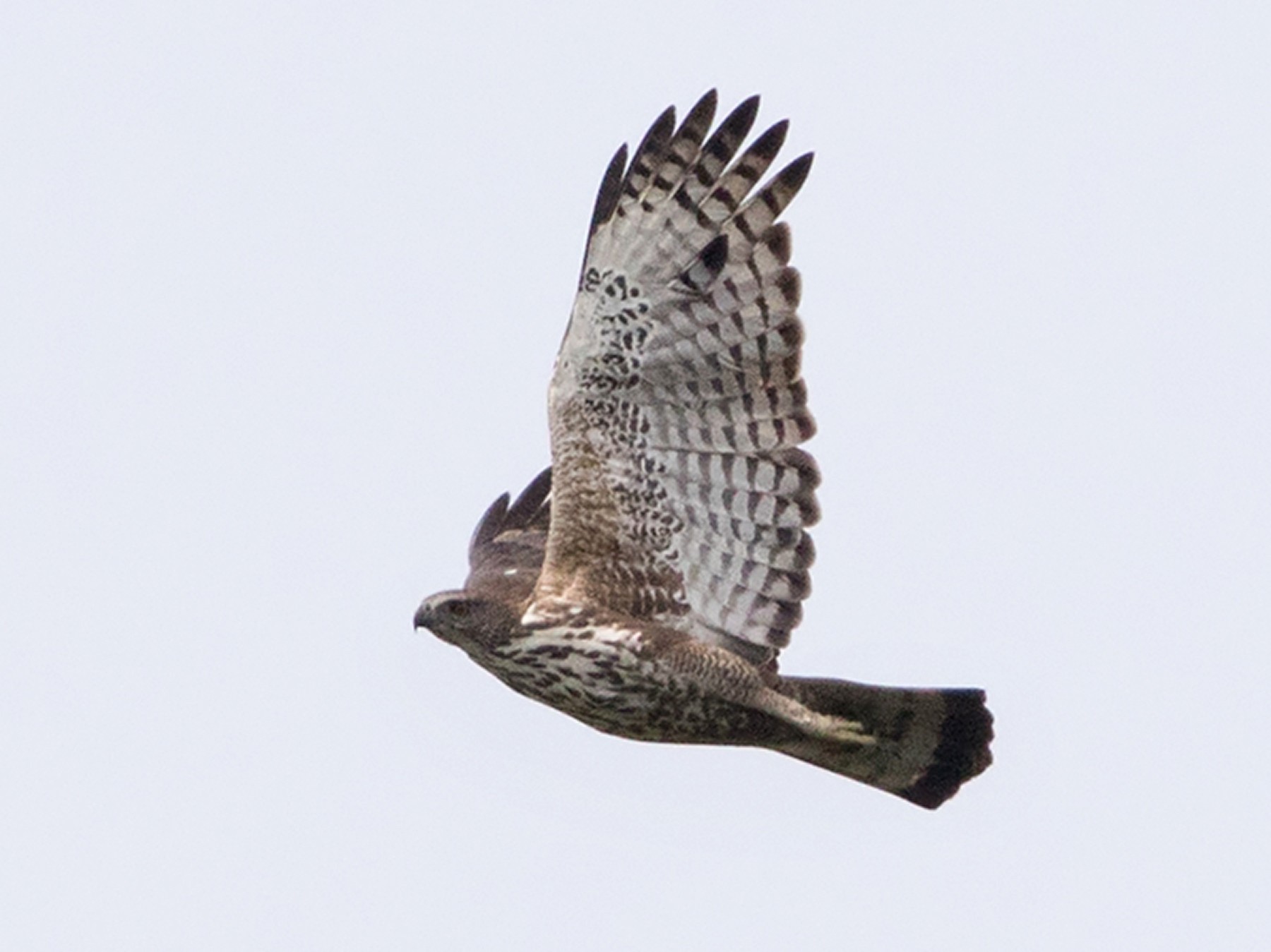 カオグロクマタカ Ebird