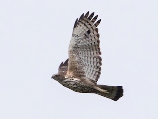 Imaturo - Lars Petersson | My World of Bird Photography - ML456168101