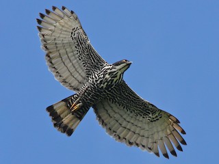  - Blyth's Hawk-Eagle