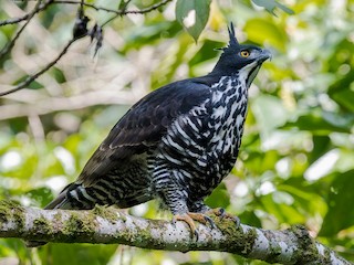 Blyth's Hawk-Eagle - eBird