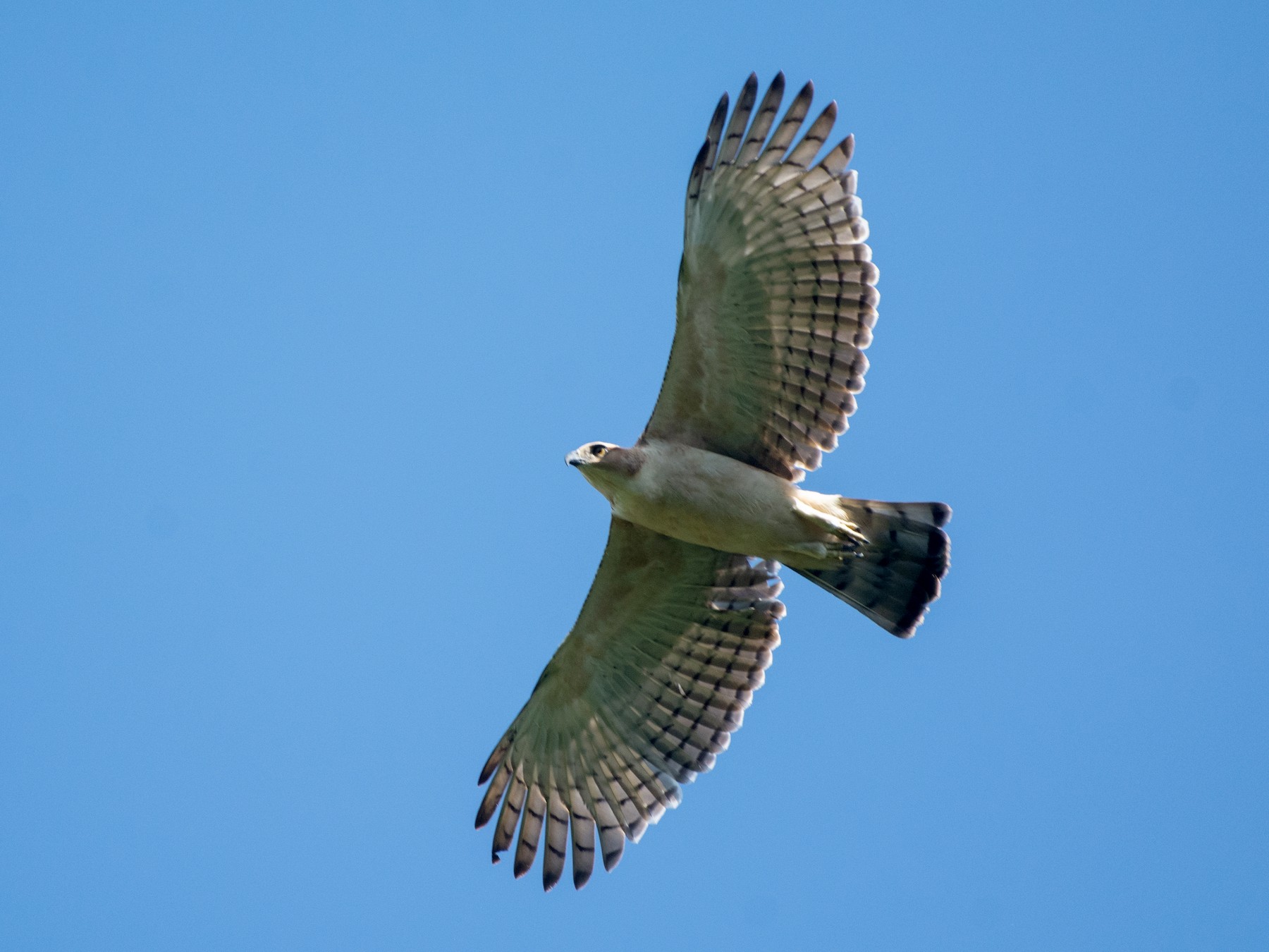 Blyth's Hawk-Eagle - Vatcharavee Sriprasertsil