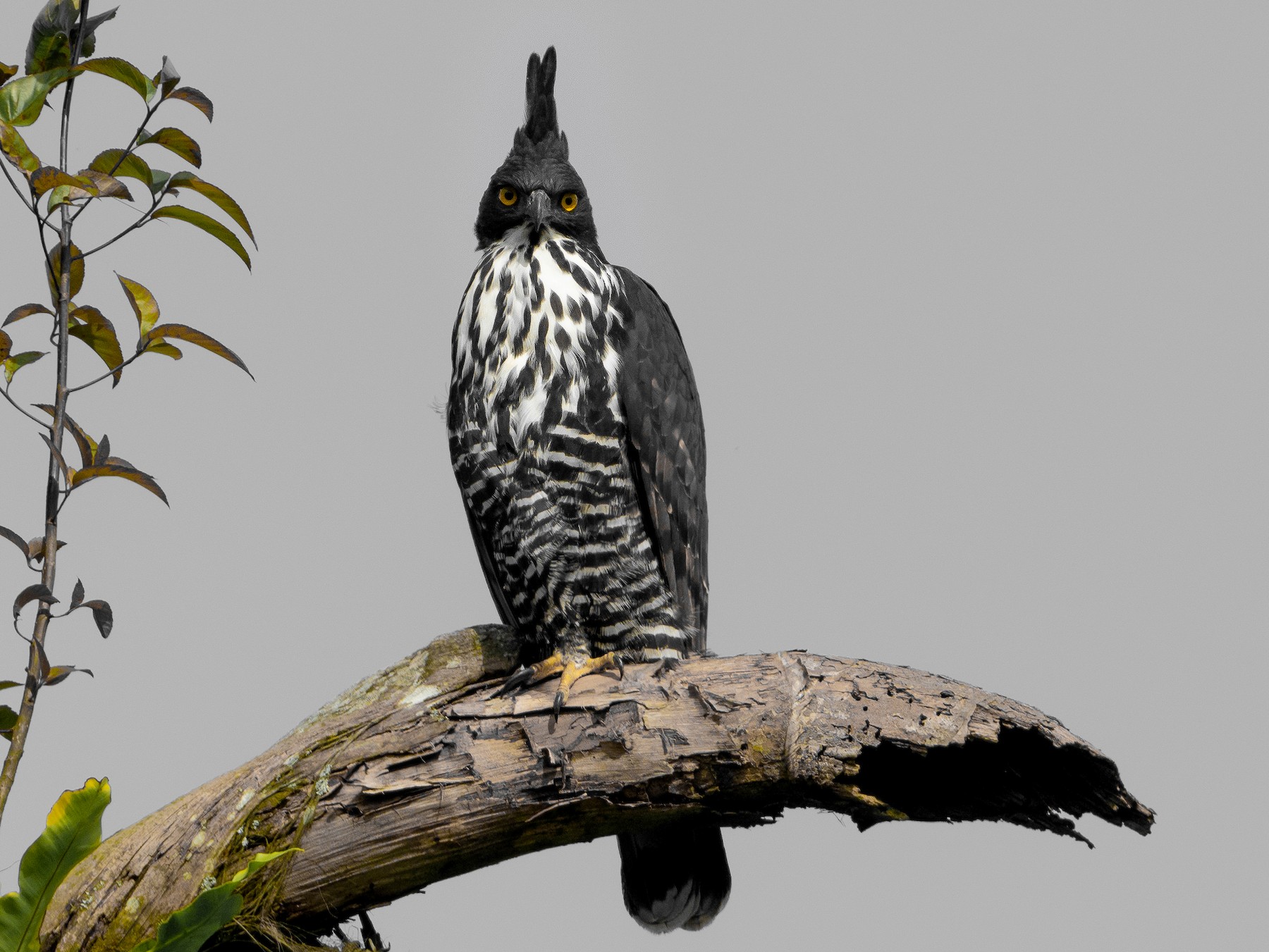 Blyth's Hawk-Eagle - Phil Chaon