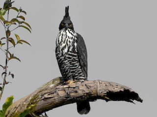 Blyth's Hawk-Eagle - eBird