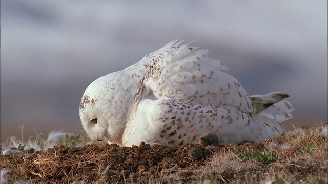 Snowy Owl - ML456169