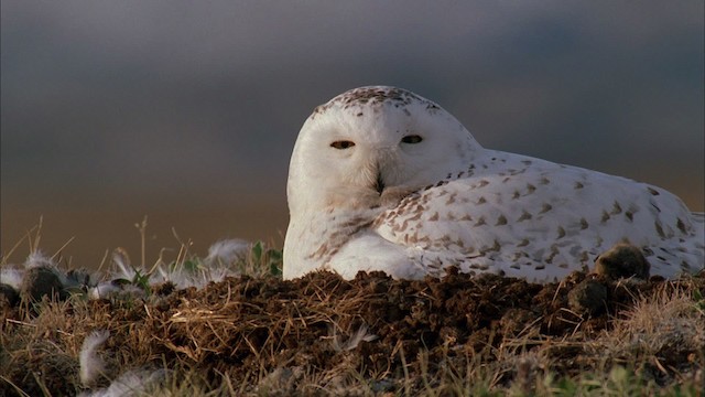 Snowy Owl - ML456170