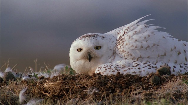 Snowy Owl - ML456171