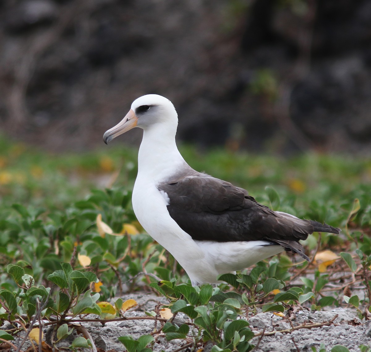 Laysan Albatross - Jorge Montejo