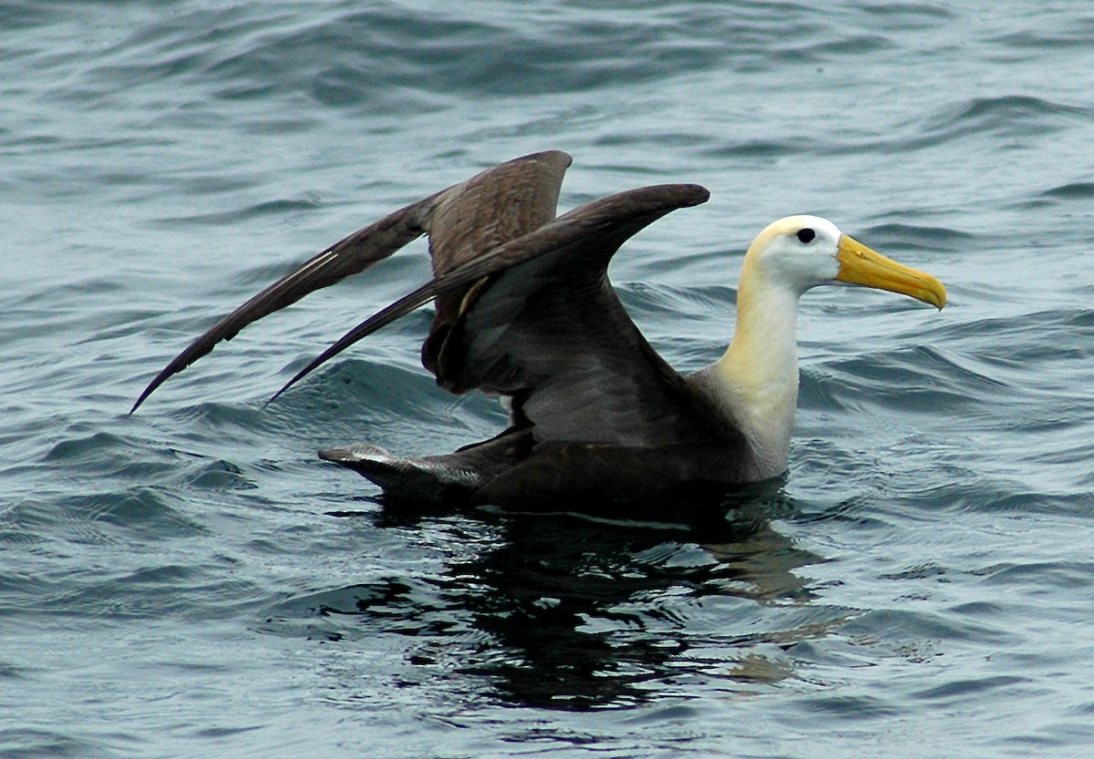 Waved Albatross - Nigel Voaden
