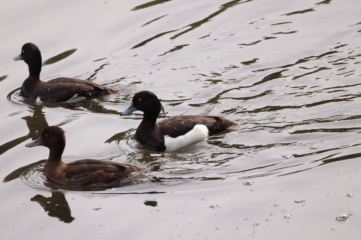 Tufted Duck - ML456173901
