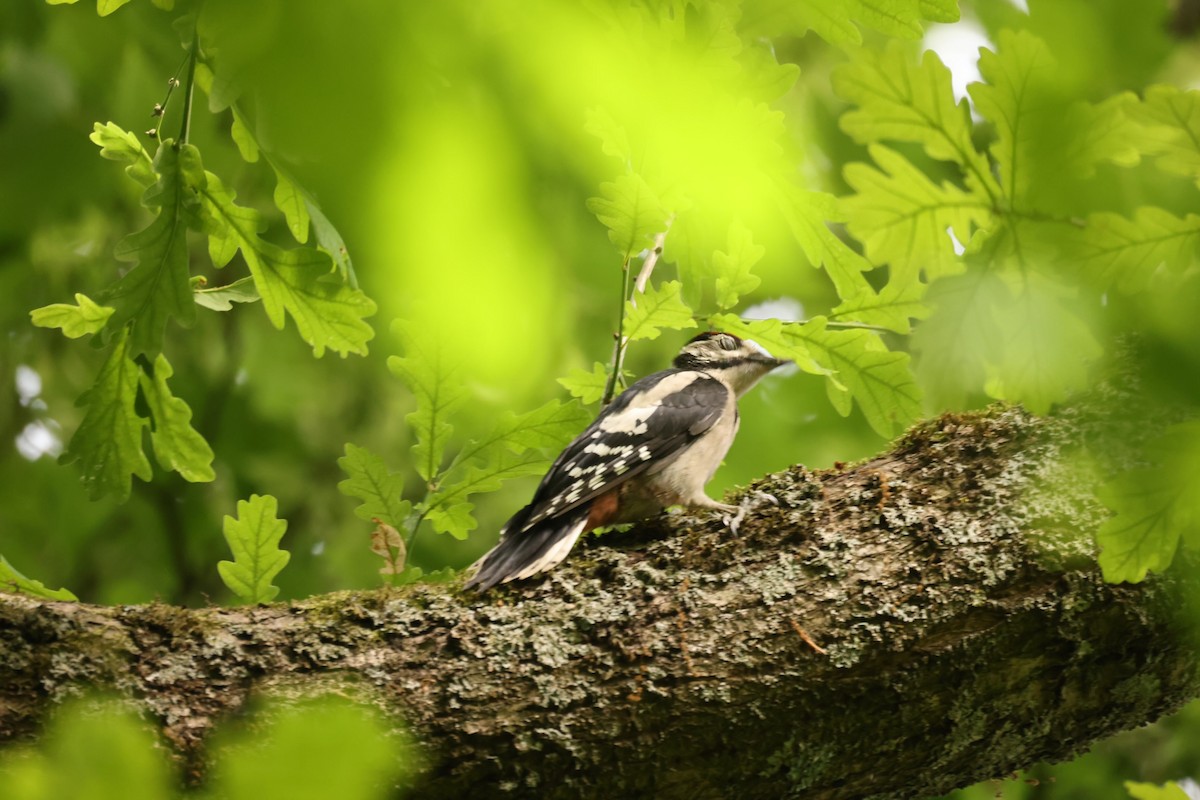 Great Spotted Woodpecker - Steve Luke